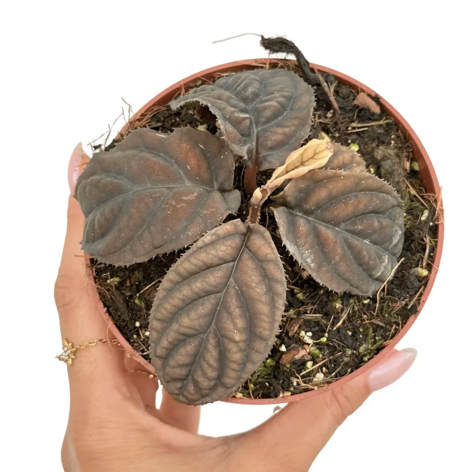 Plant and Stories Labisia Vietnam plante pot 10cm nervures argent