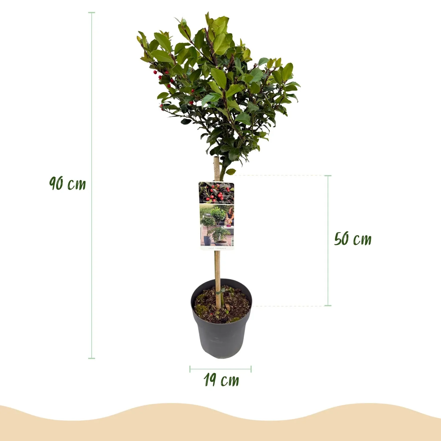 Plant and Stories Houx Blue Maid arbuste 90 cm pot 19 cm