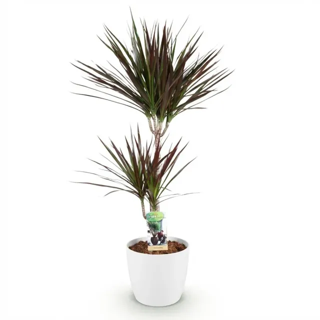 Plant and Stories Dracaena Magenta dragonnier pot 17 cm bordeaux