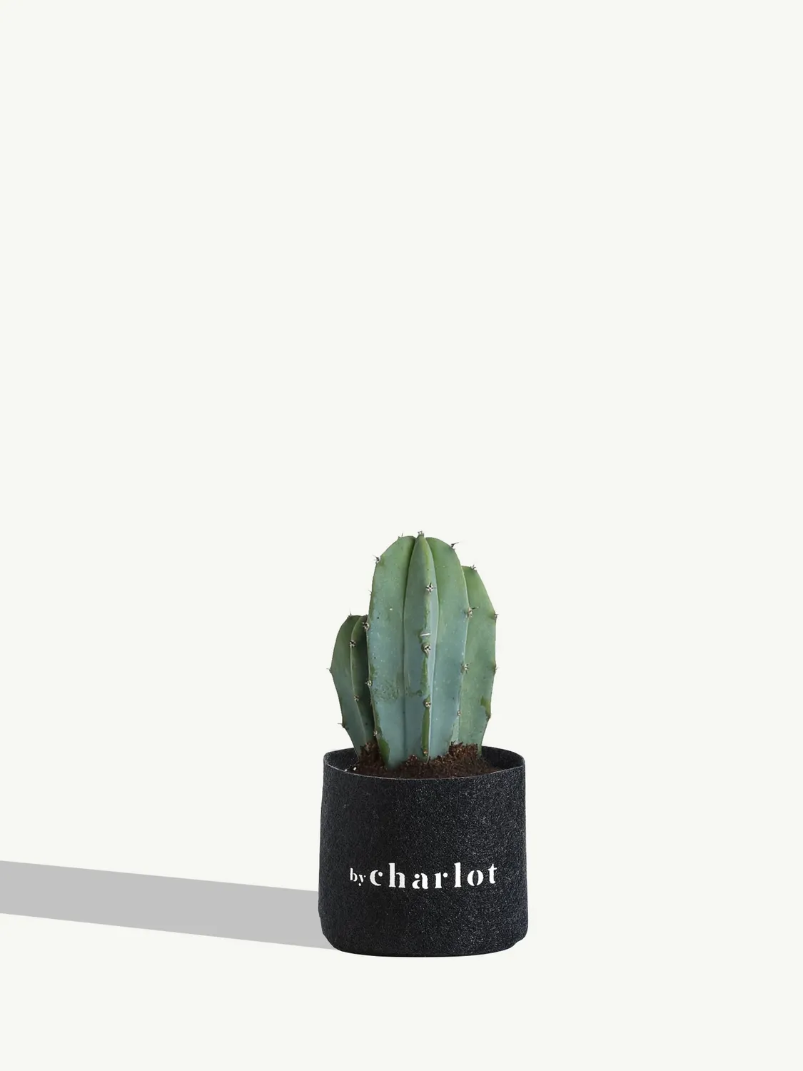 By Charlot Le Poète cactus XS Myrtillocactus 8-10 cm