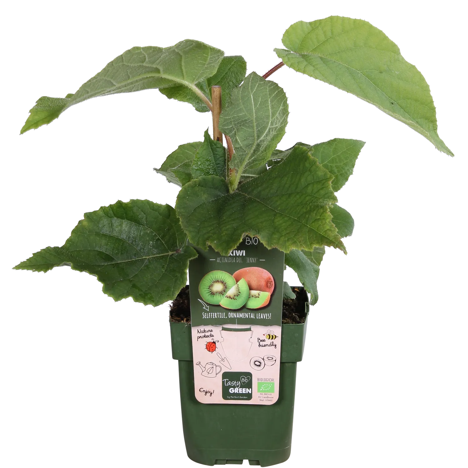 Plant and Stories Kiwi Jenny fruitier pot 13 cm autofertile