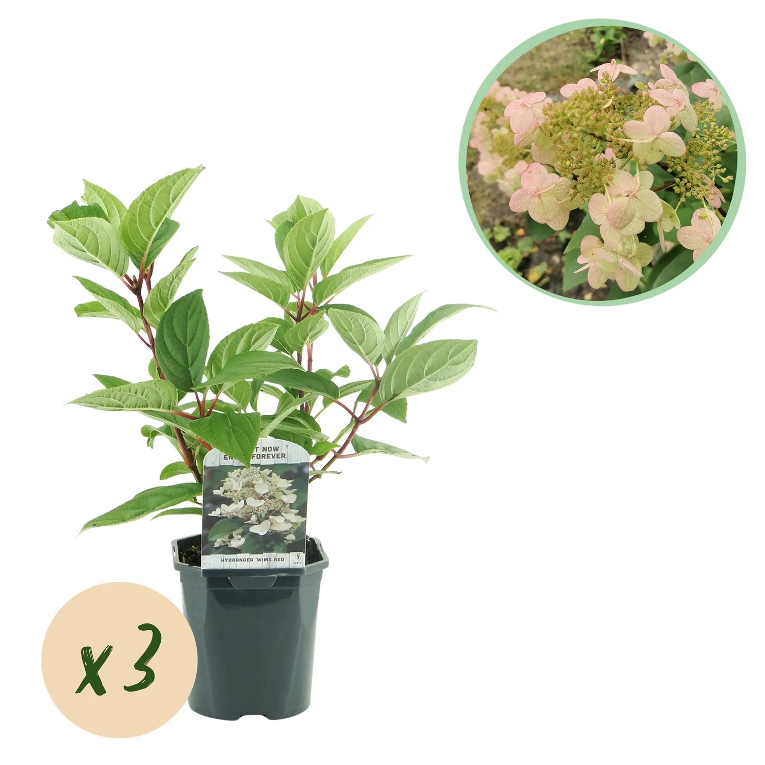 Plant and Stories Hortensia Wim's Red arbuste pot 17cm 1 plant