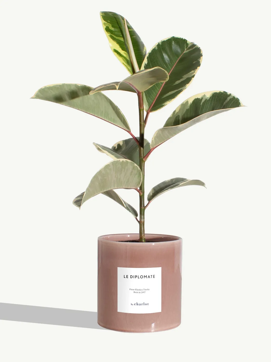 By Charlot Le Diplomate ficus tineke plante verte 45 cm