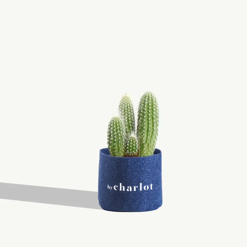 By Charlot Le Chaleureux cactus recharge plante XS