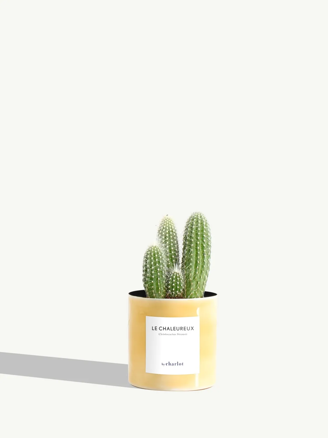 By Charlot Le Chaleureux cactus cierge XS pot 8 cm