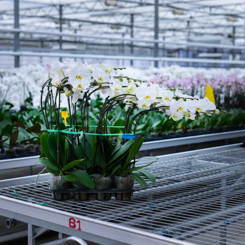 Orchidées de Prestige Brut Double orchidée blanche double hampe