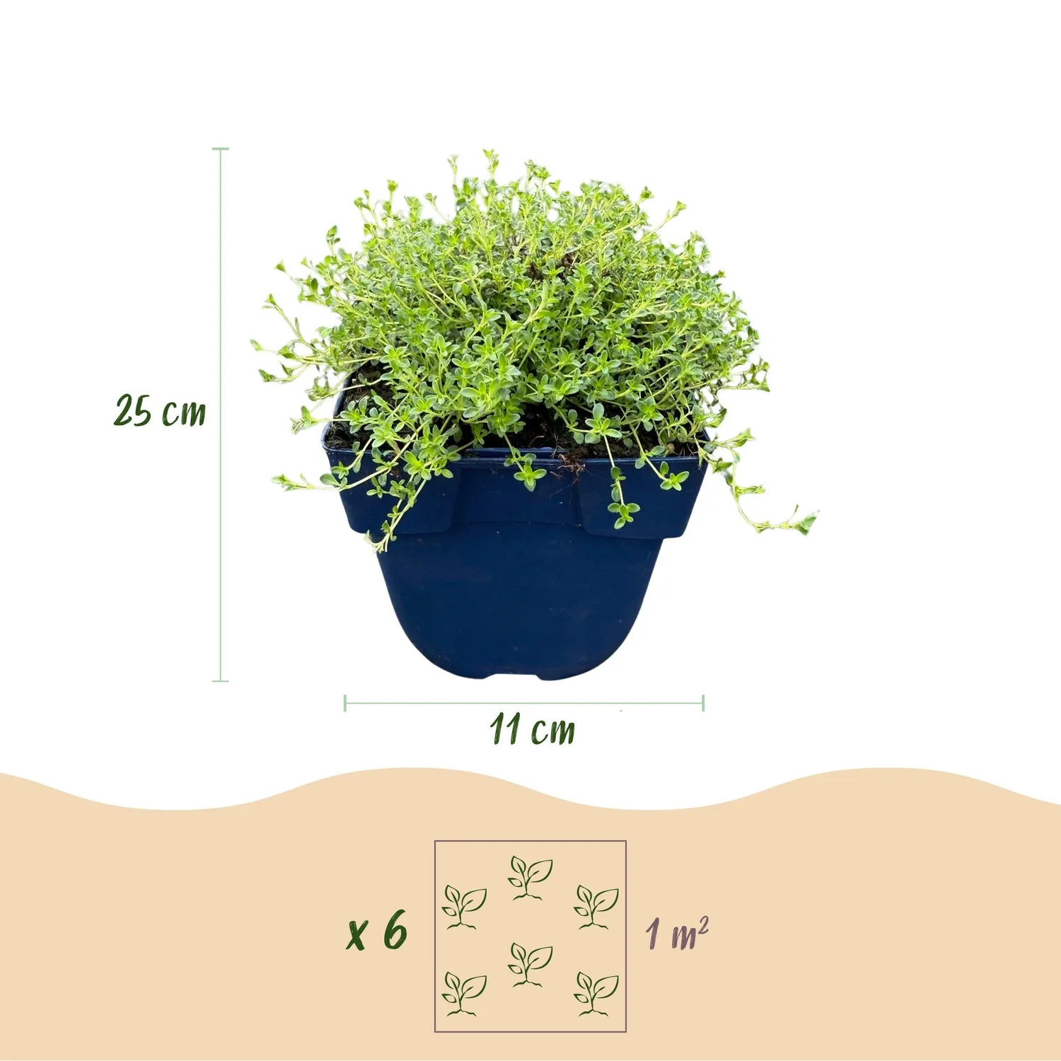 Plant and Stories Albiflorus thym 1 plant pot 11 cm vivace