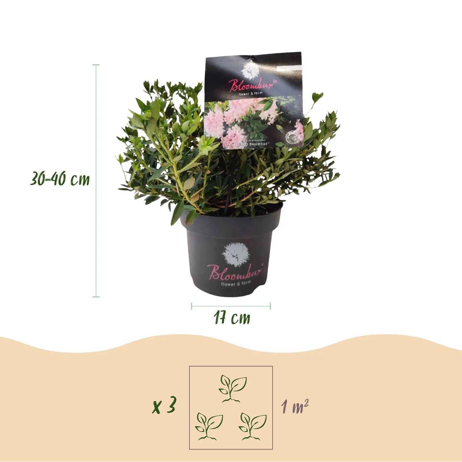 Plant and Stories Rhododendron Bloombux Rose Clair arbuste 1 plant rose