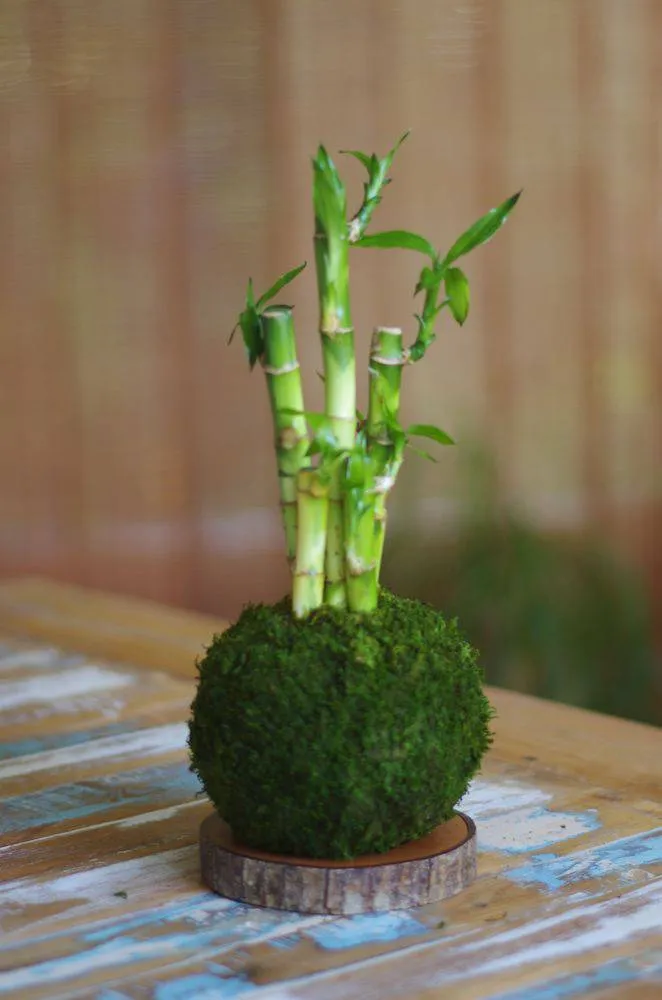 Aquaphyte Kokedama Lucky Ni dracaena porte-bonheur