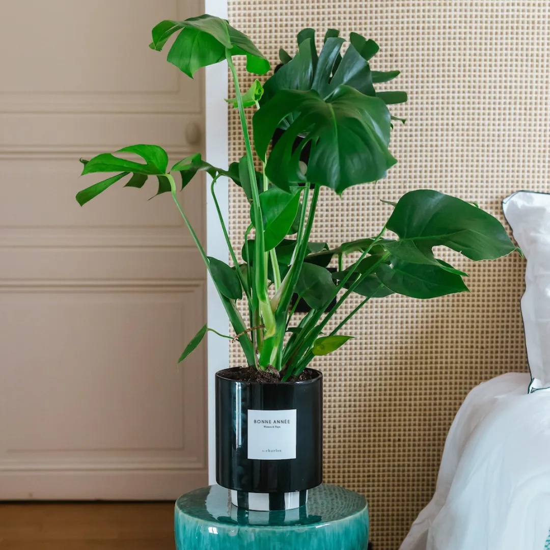 By Charlot La Sauvage plante monstera 77 cm pot 18 cm