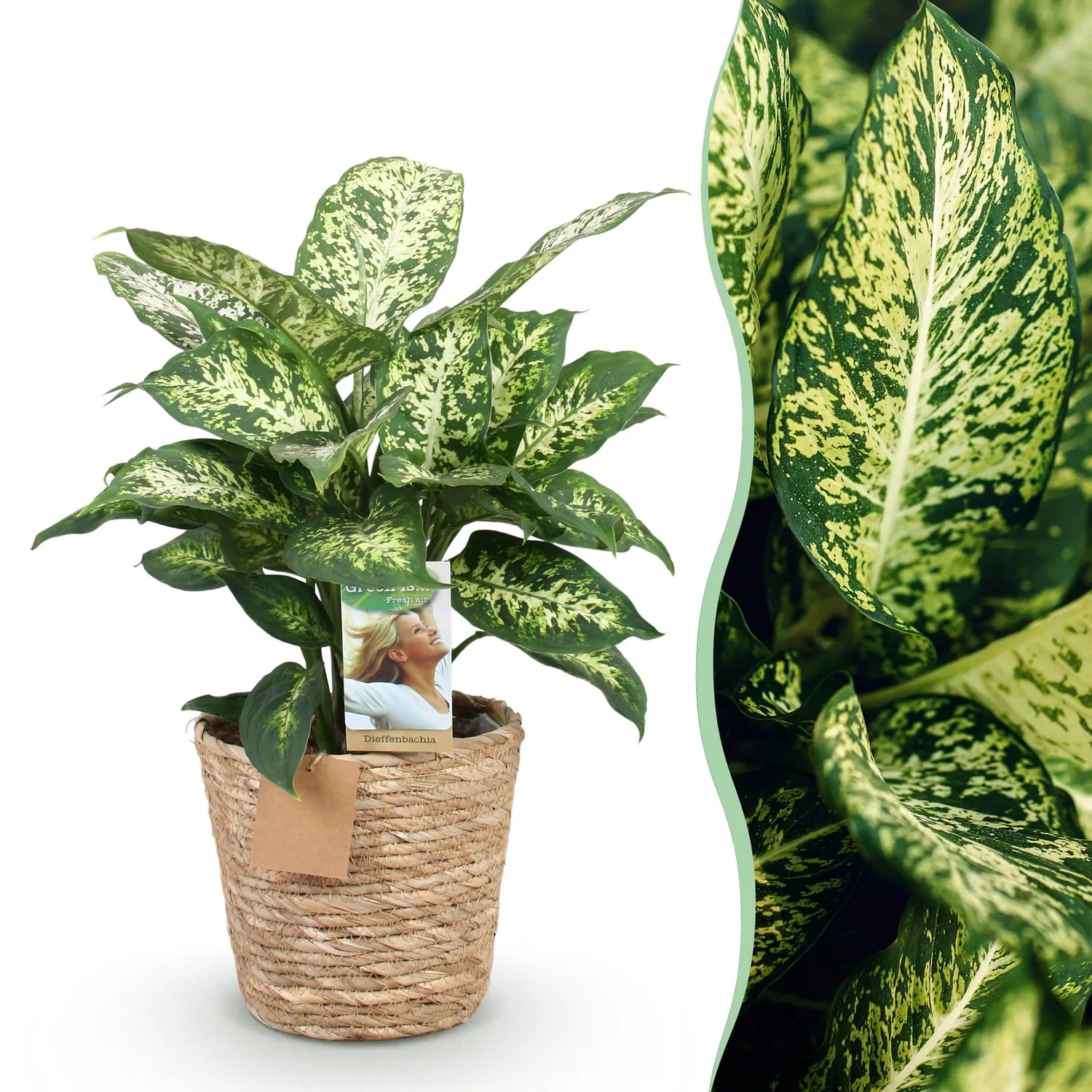 Plant and Stories Dieffenbachia Compacta intérieur 17 cm panier
