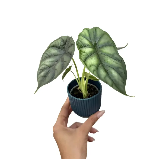 Plant and Stories Alocasia Dragon Scale plante d'intérieur pot 6 cm