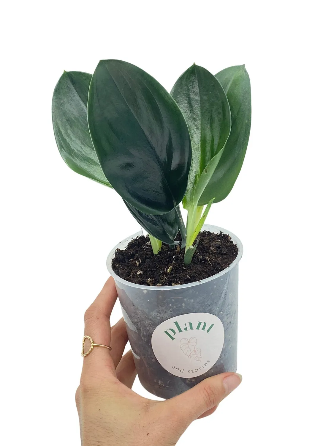 Plant and Stories Scindapsus Treubii Dark Form grimpante pot 12 cm