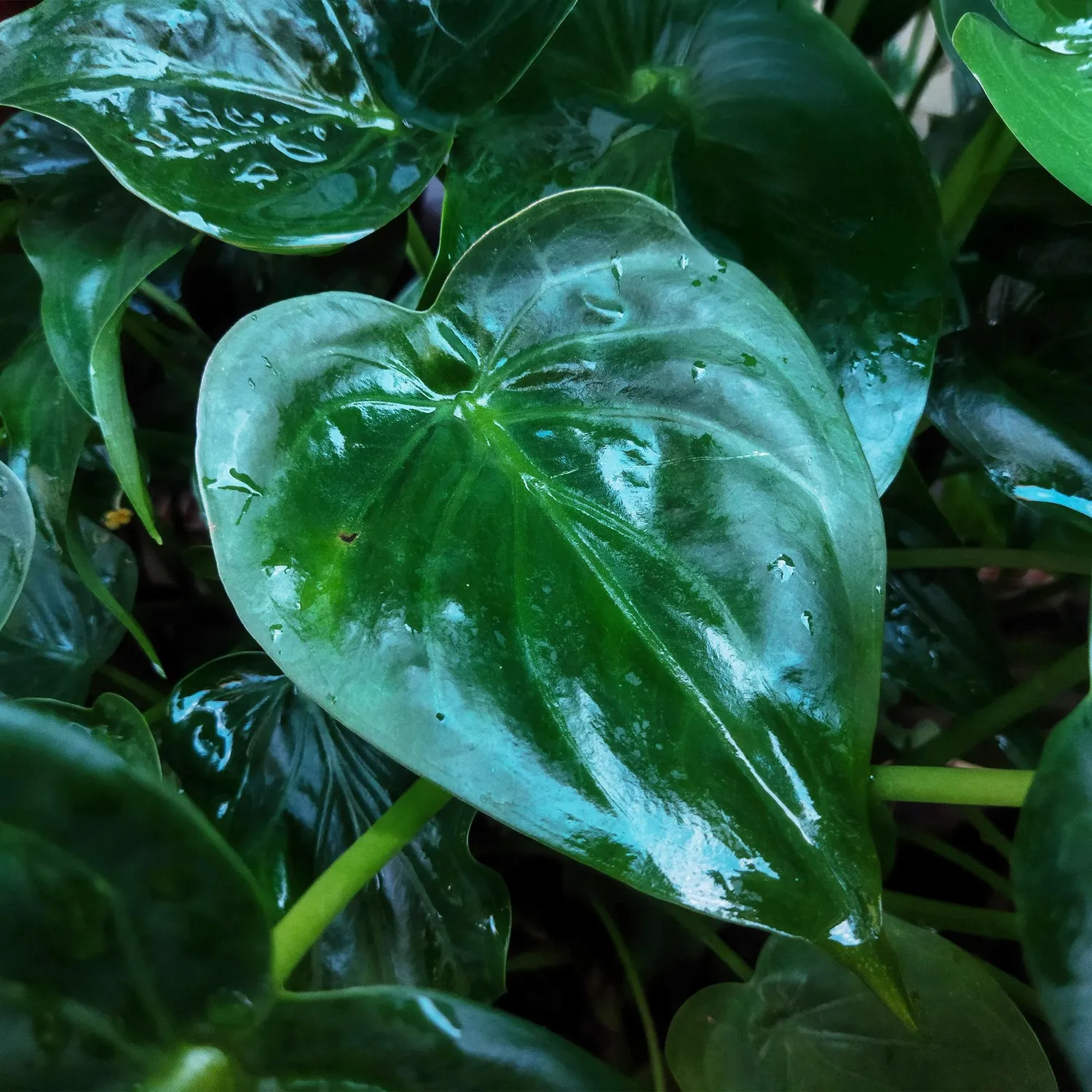 Plant and Stories Cucullata alocasia lot 2 17 cm 60 cm