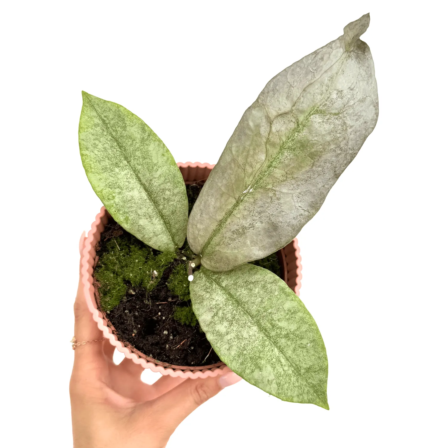 Plant and Stories Splash hoya Mitrata plante argentée pot 10 cm