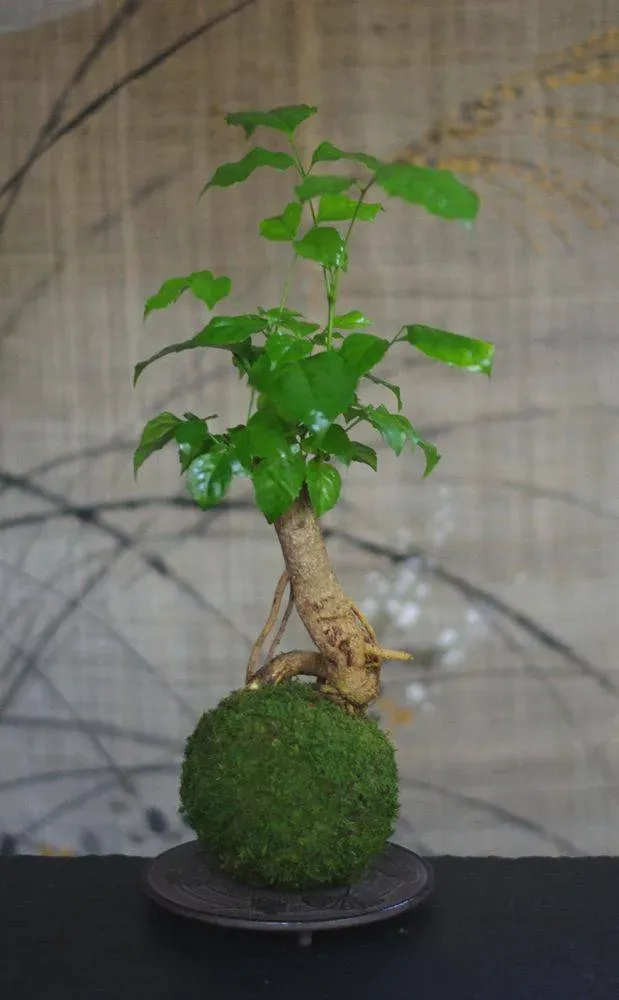 Aquaphyte Shifen San kokedama radermachera 14 cm