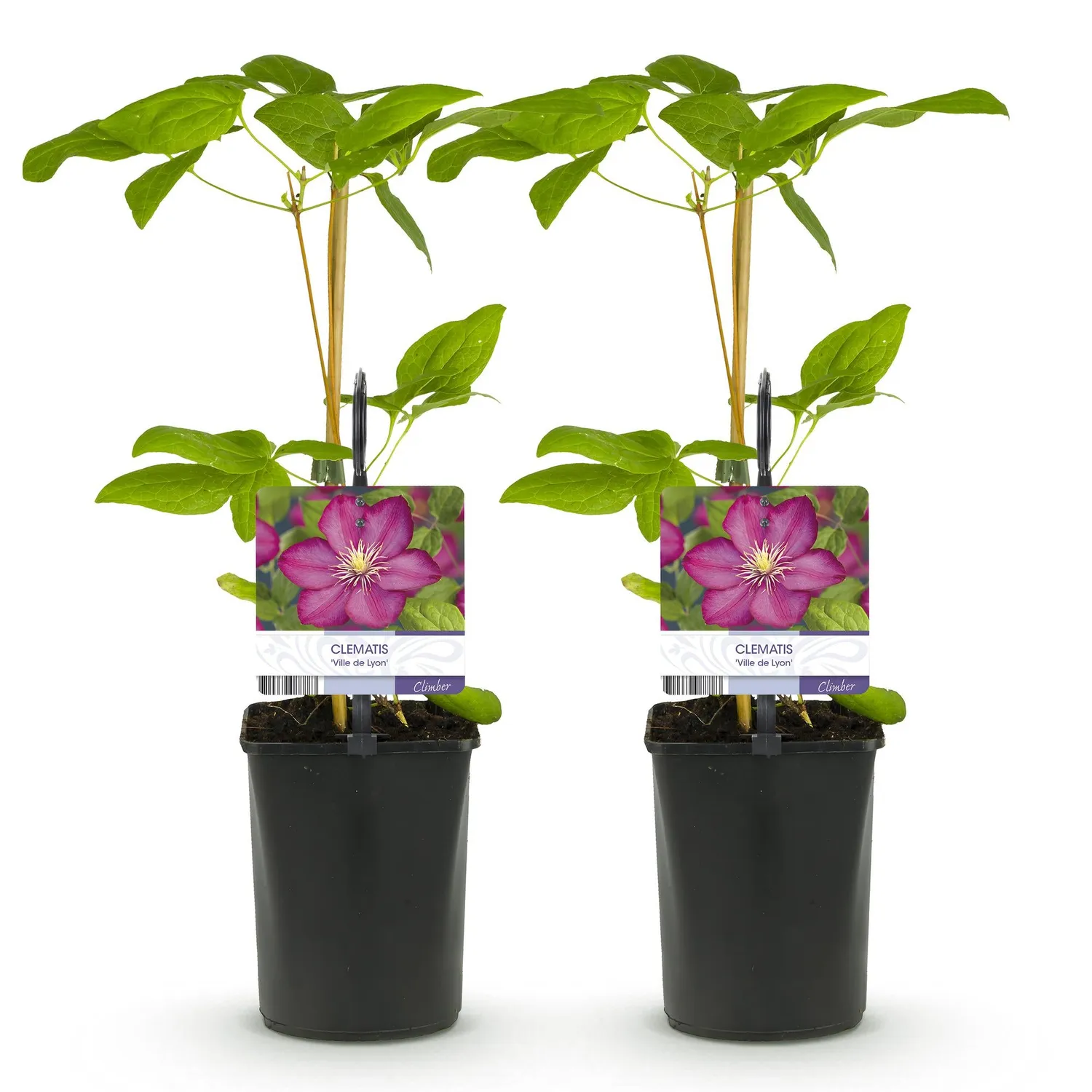 Plant and Stories Ville de Lyon clématite rose lot 2 pots 11 cm