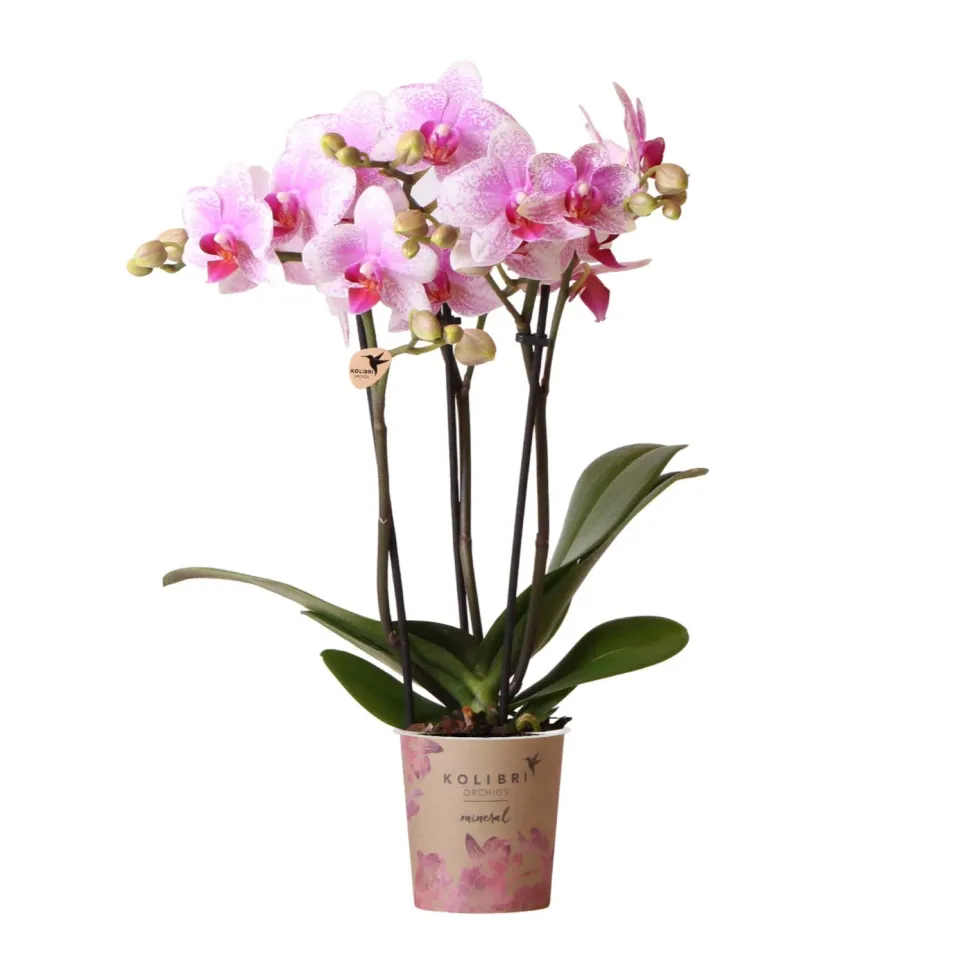 Plant and Stories Phalaenopsis Rotterdam orchidée rose pot 9 cm