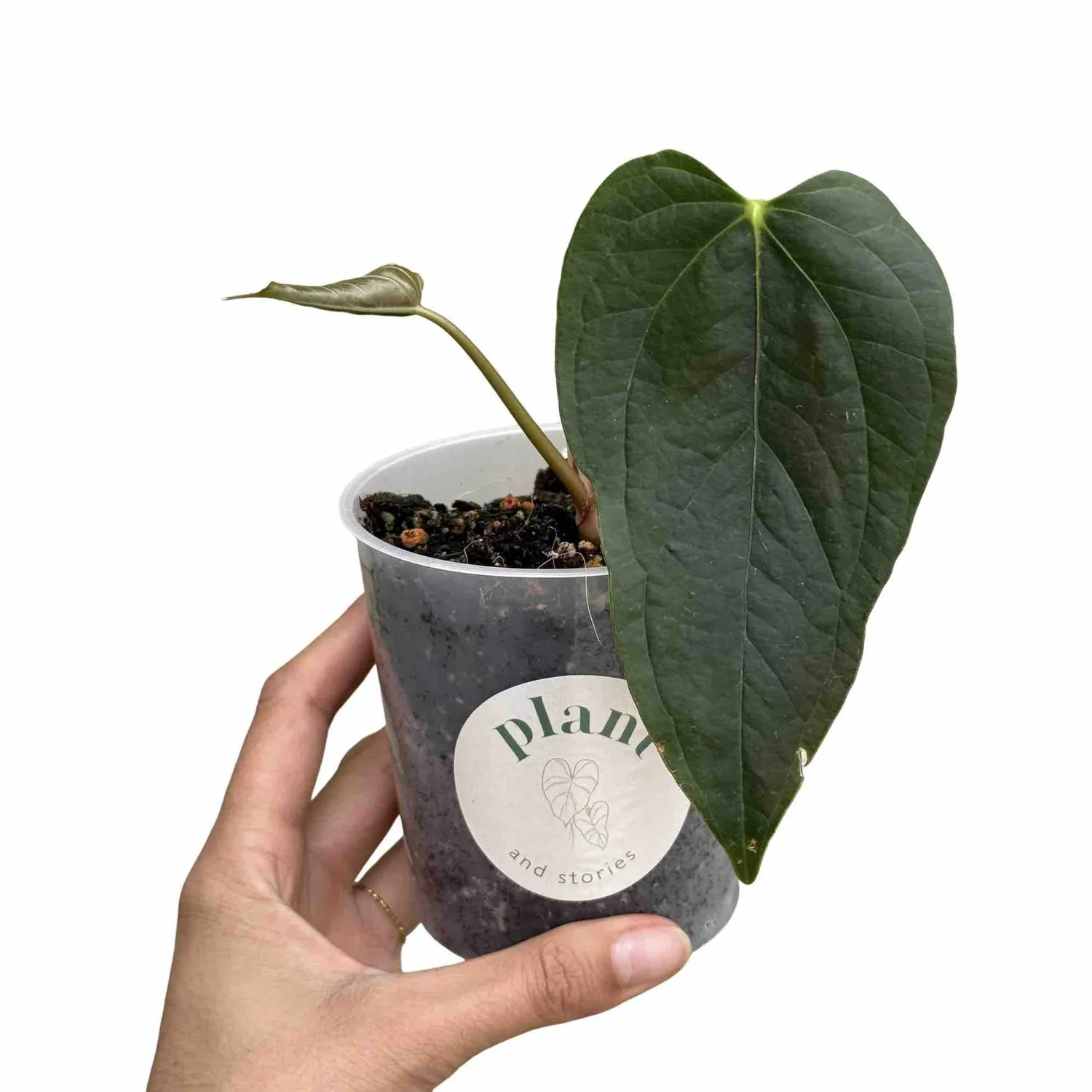 Plant and Stories Queen Of Hearts anthurium vert pot 6 cm