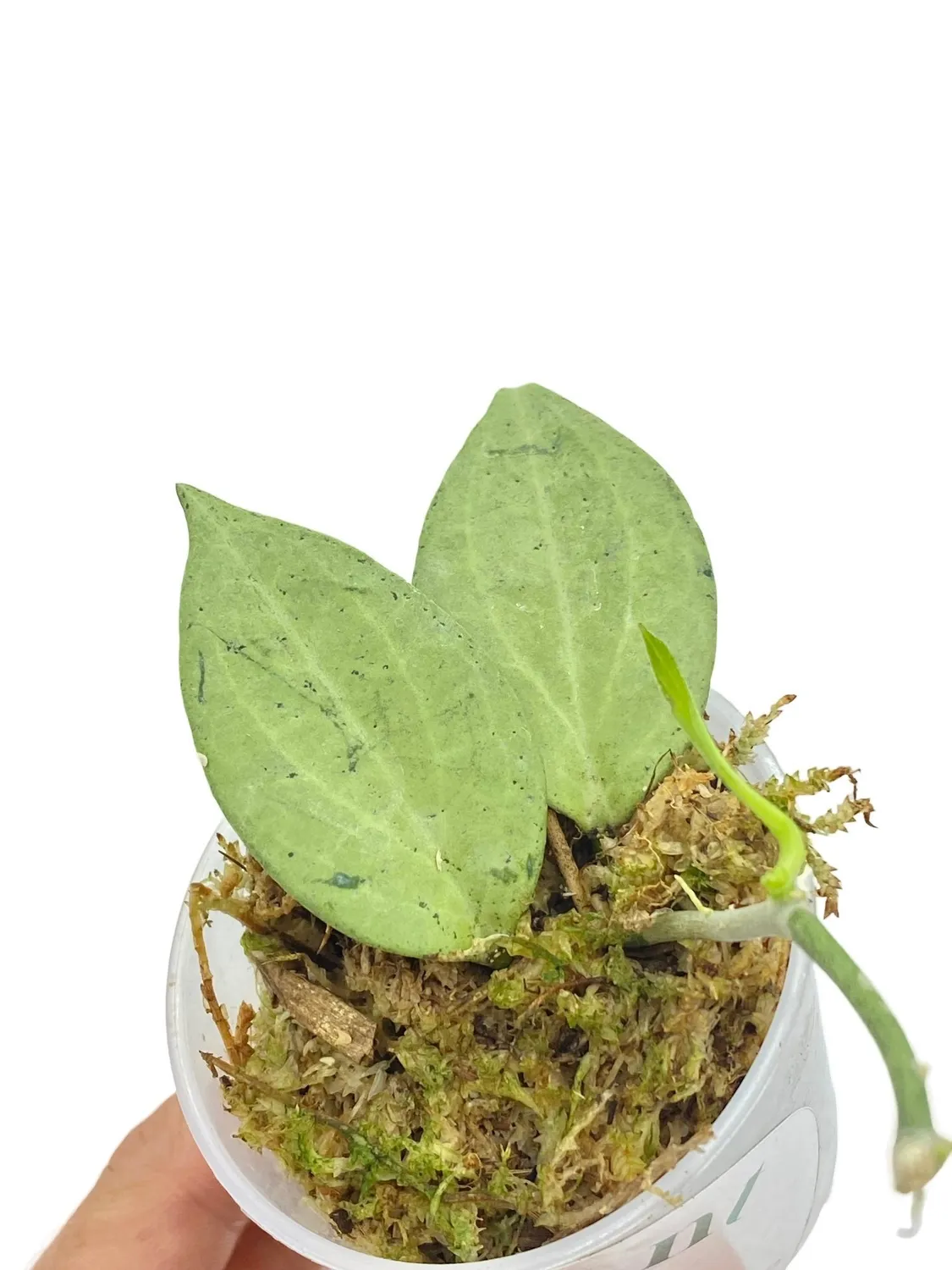Plant and Stories Hoya Nicholsoniae New Guinea Ghost plante pot 8cm