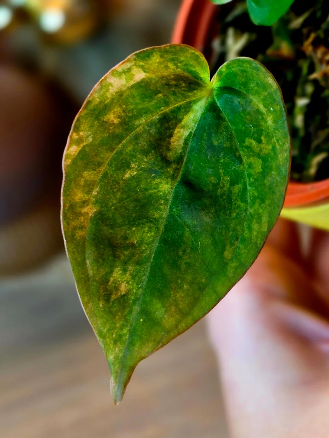 plant.ess Papillilaminum x Ace of Spades SKG anthurium 2f