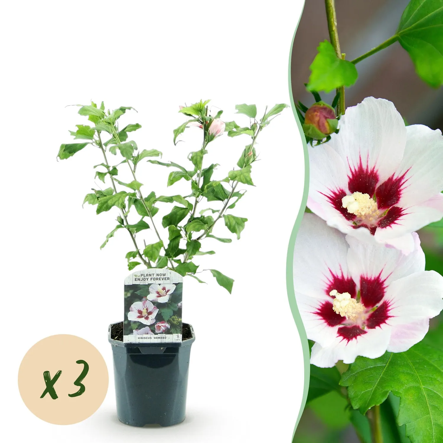 Plant and Stories Hibiscus Hamabo arbuste pot 17 cm 45 cm fleurs blanches