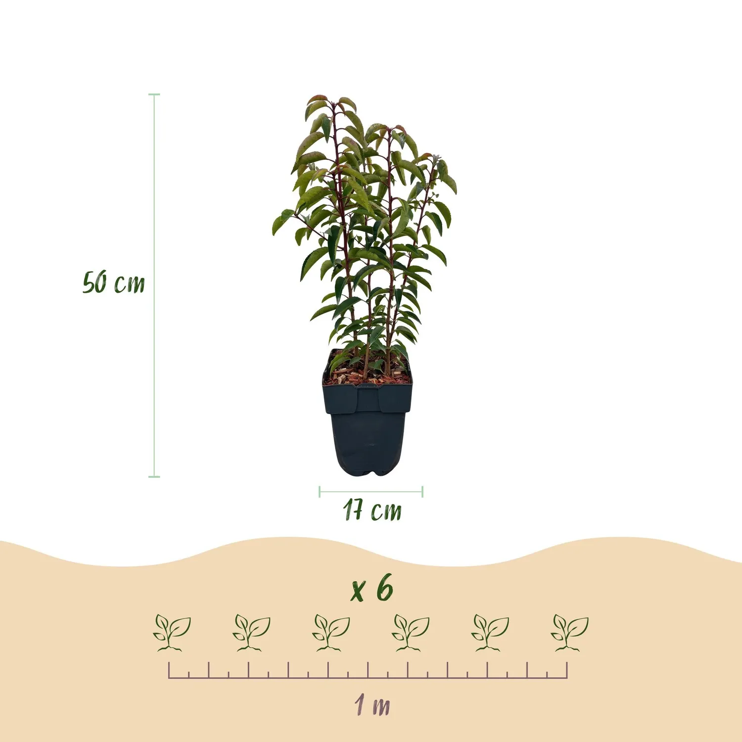 Plant and Stories Laurier Portugal Angustifolia haie lot 6 plants pot 17cm