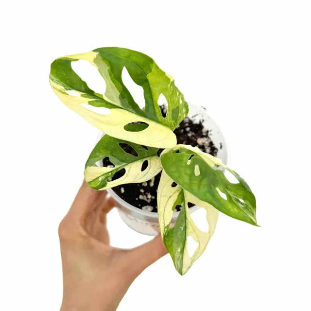 Plant and Stories Monstera Adansonii Variegata plante pot 6cm