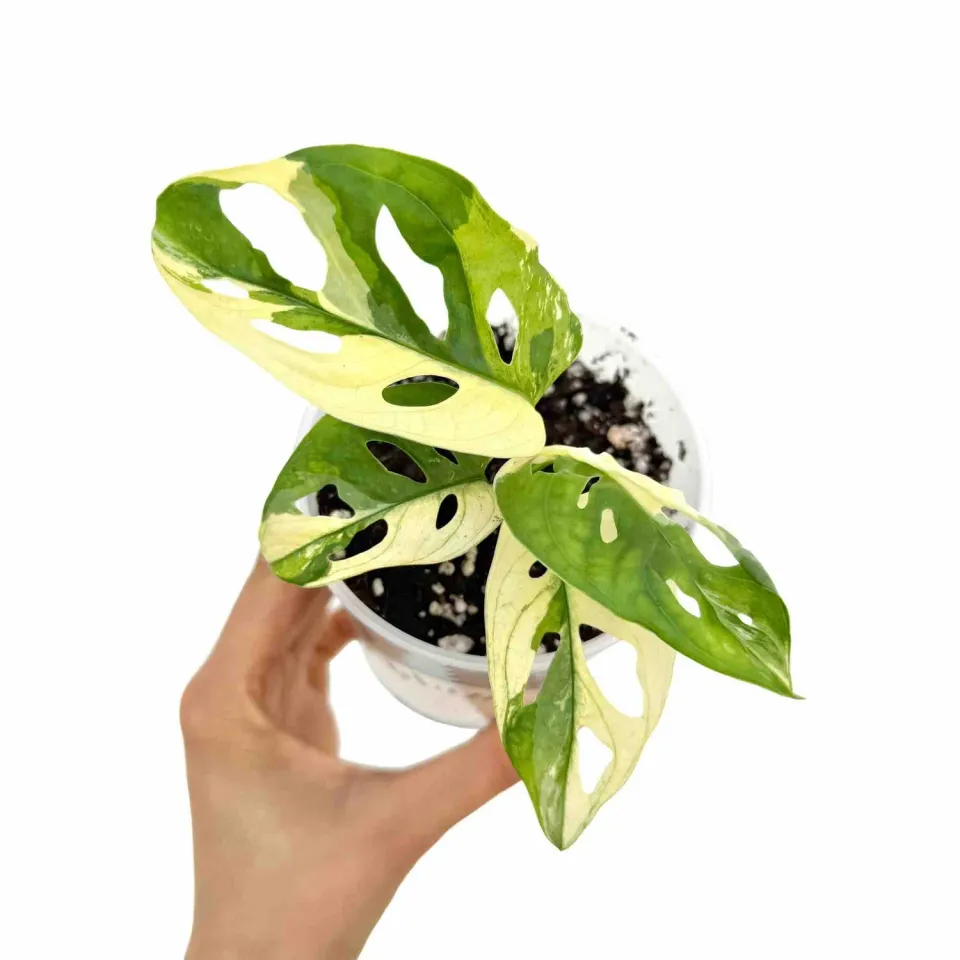 Plant and Stories Monstera Adansonii Variegata plante pot 6cm