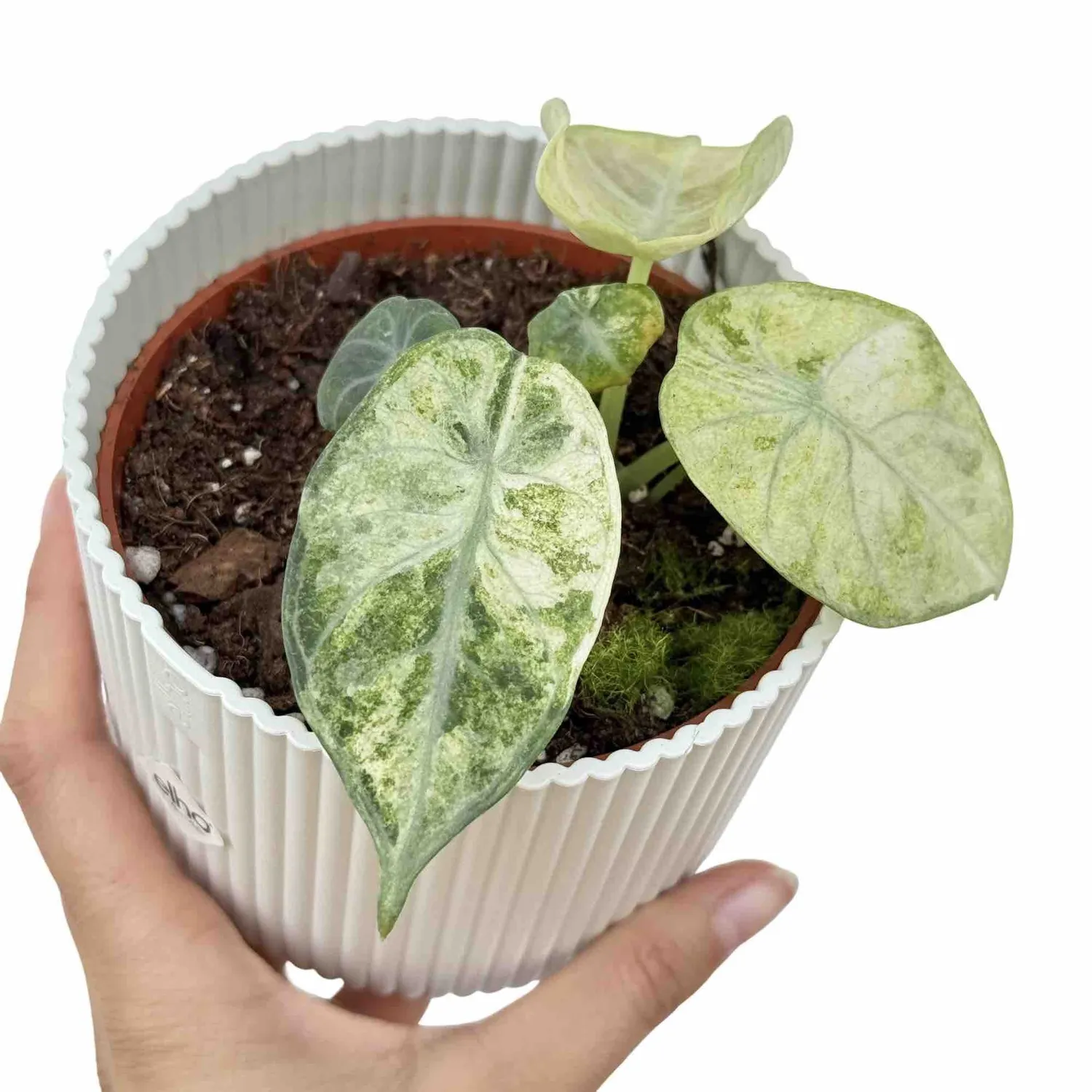 Plant and Stories Alocasia Ninja Tricolor plante pot 6 cm panachée