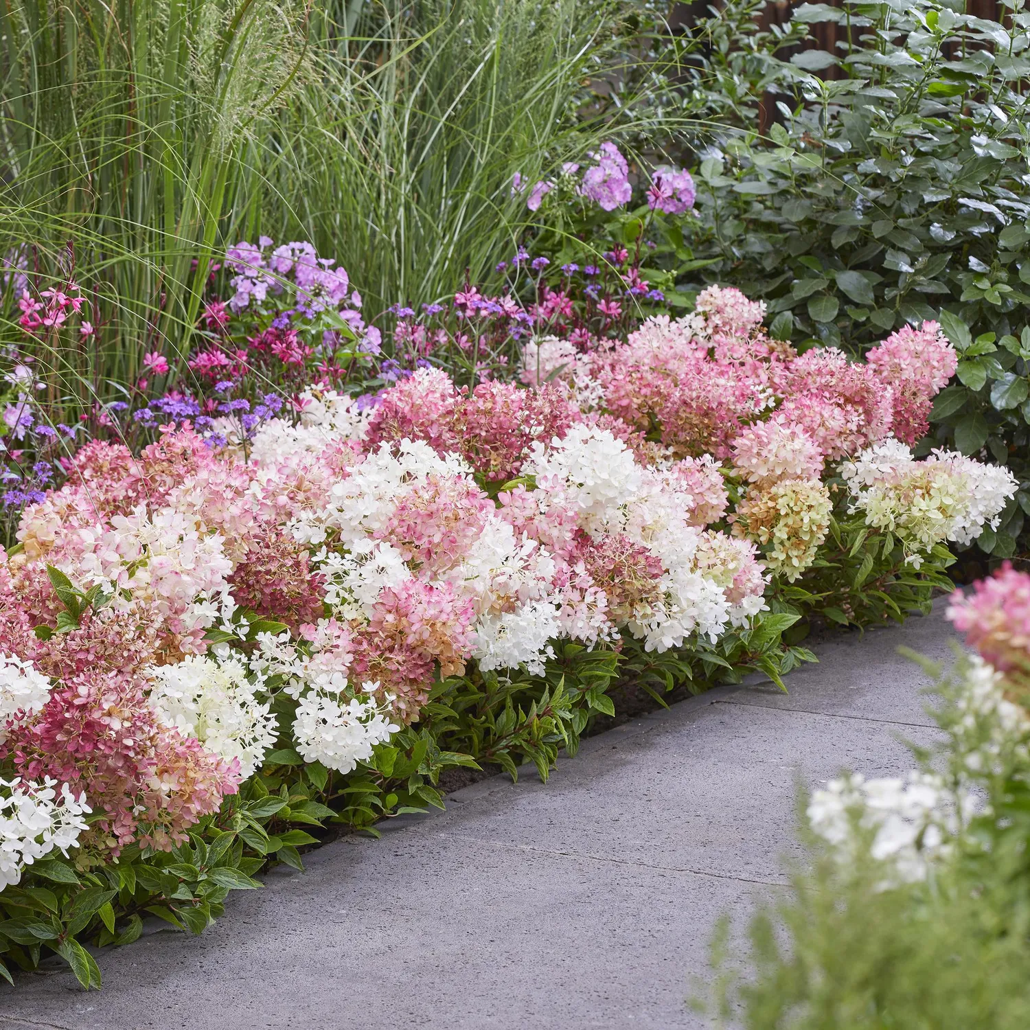 Plant and Stories Hortensia Groundbreaker Blush arbuste 1 plant