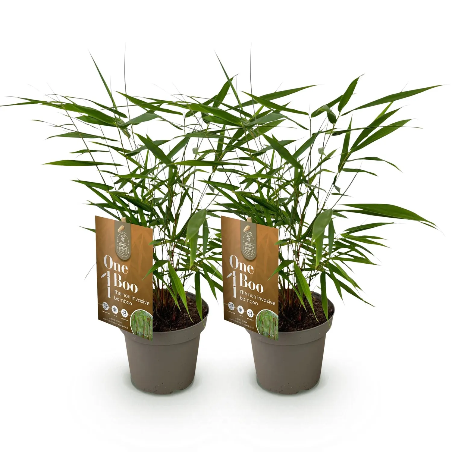 Plant and Stories Fargesia Asian Wonder bambou 2 plants non traçant