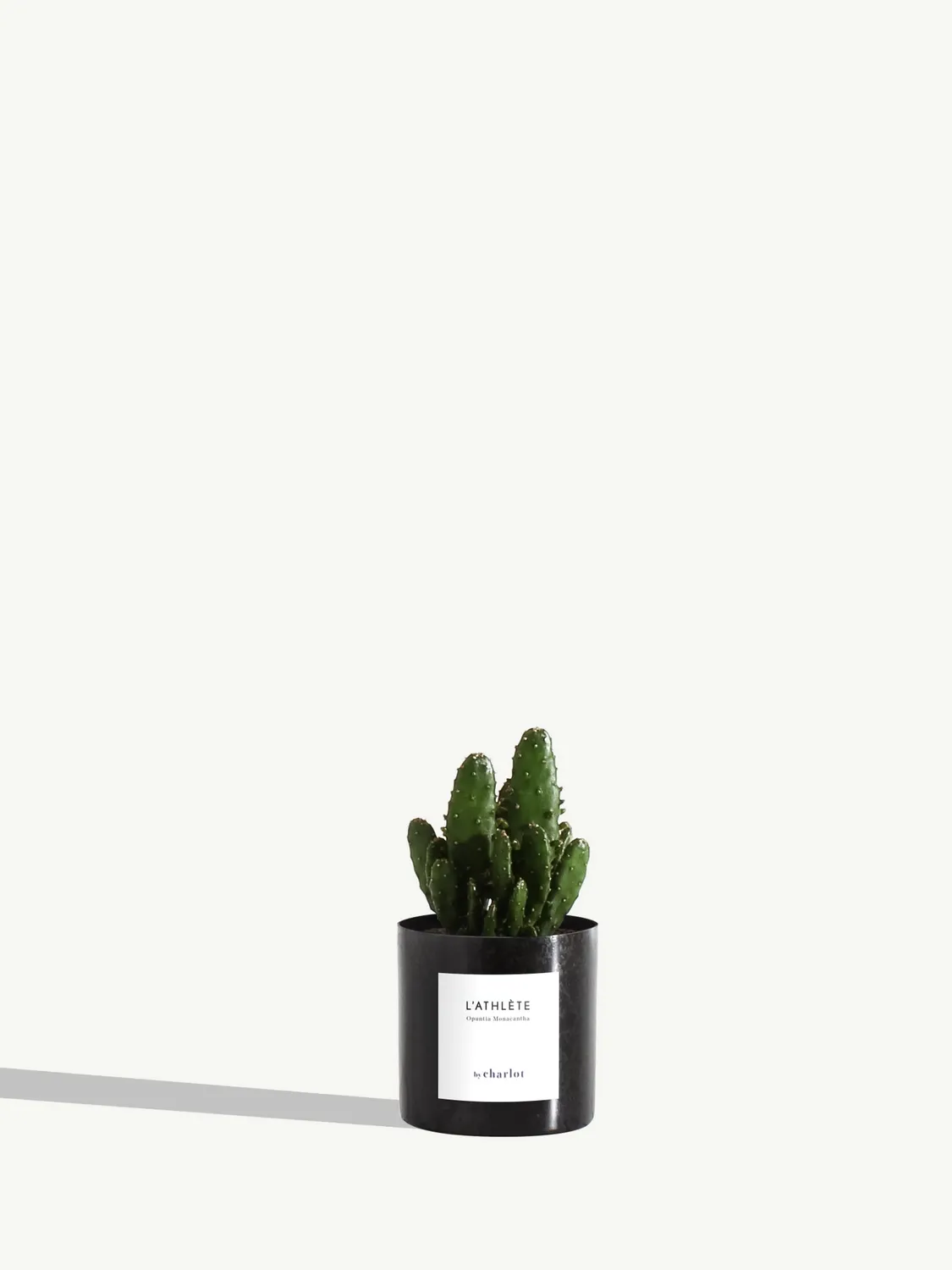 By Charlot L'Athlète mini cactus Opuntia pot XXS 6 cm