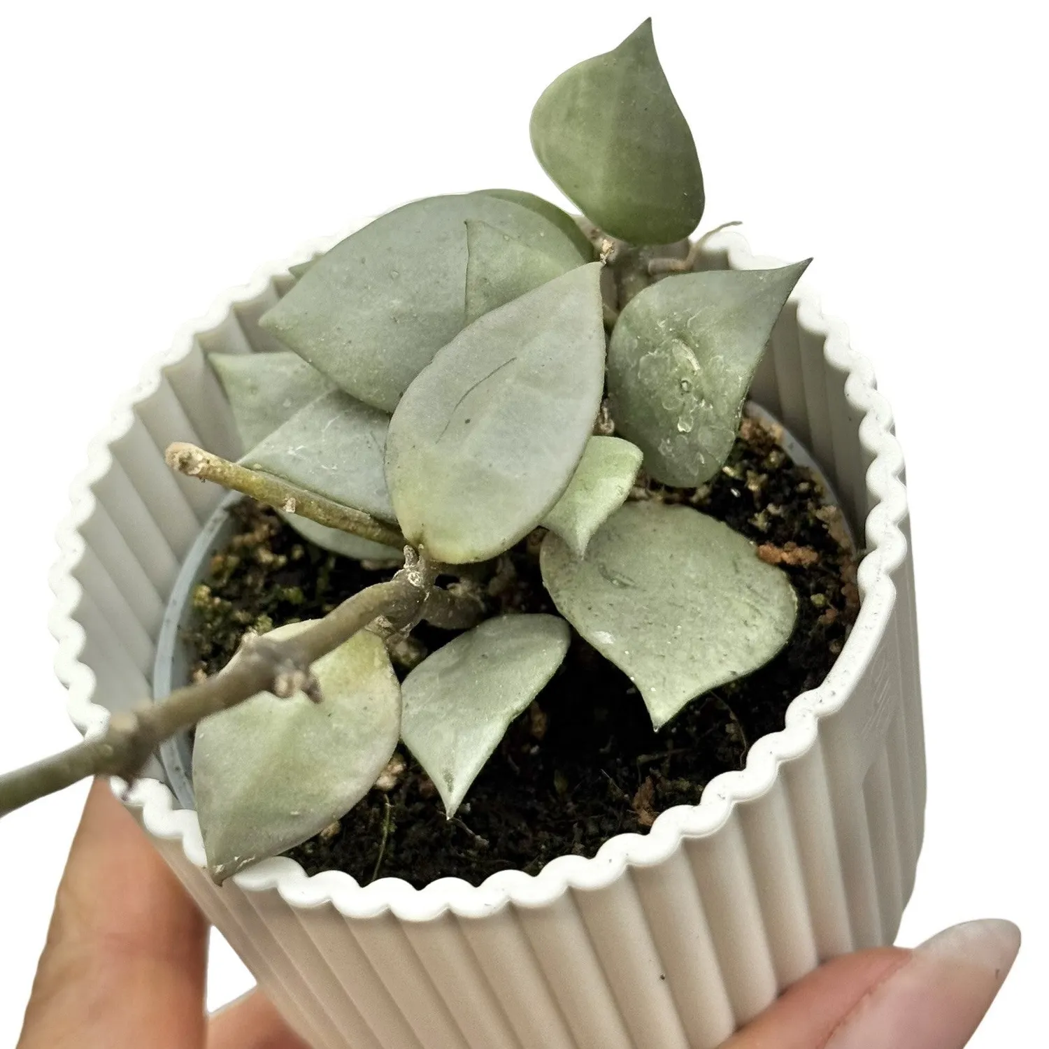 Plant and Stories Hoya Silver Eskimo plante d’intérieur pot 6 cm argenté
