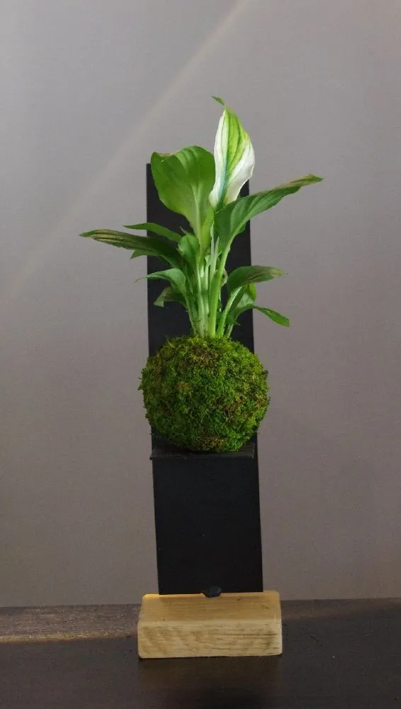 AQUAPHYTE Komi kokedama spathiphyllum magnet dépolluant