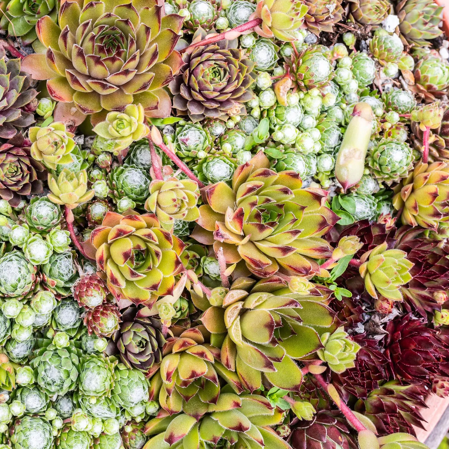 Plant and Stories Big Sam joubarbe succulente 4 plants pot 14cm