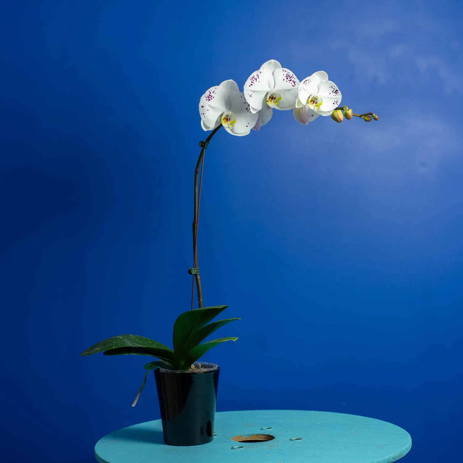 Orchidées de Prestige Brut Tacheté phalaenopsis mouchetée