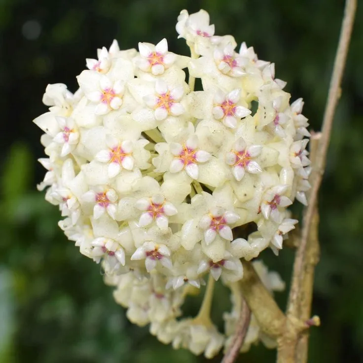 Plant and Stories Hoya Parasitica Splash plante 10,5 cm marbrée