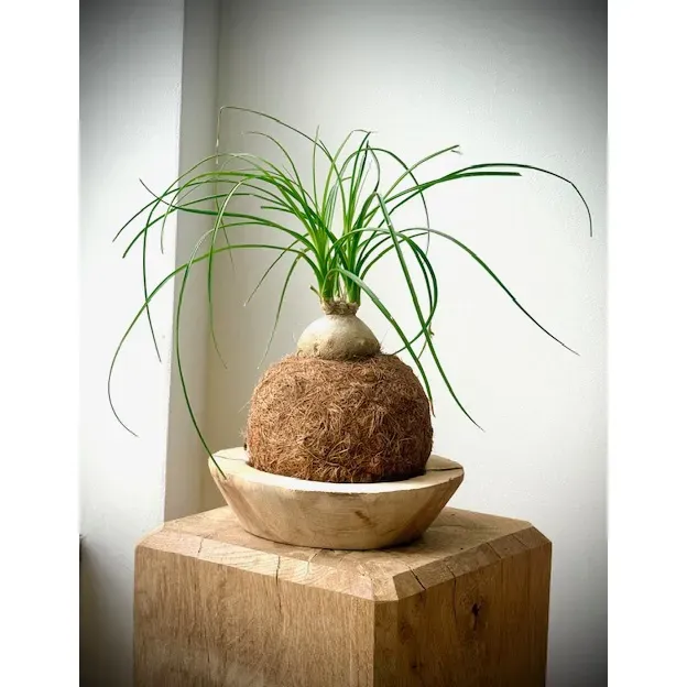 Oh My Green Beaucarnea cocodama coco taille M lumineux