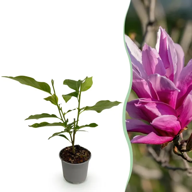 Plant and Stories Nigra Magnolia arbuste 1 plant fleurs violettes