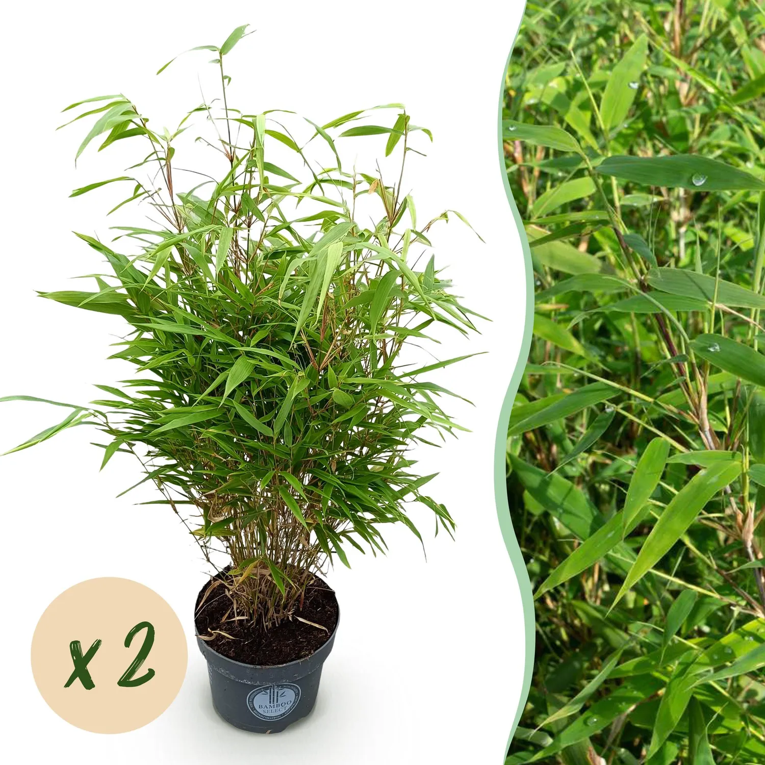 Plant and Stories Fargesia Rufa bambou 80 cm pot 23 cm