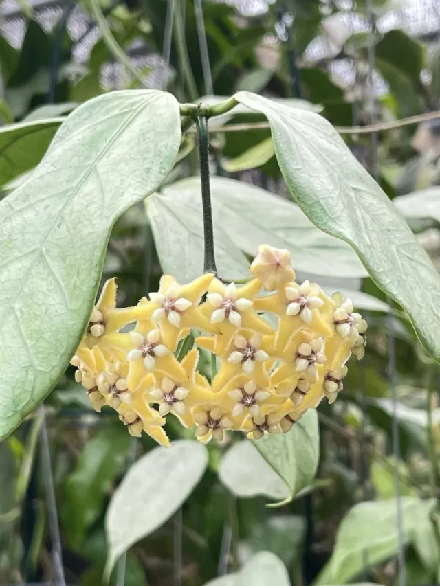 Plant and Stories Hoya Coriacea Silver plante pot 10,5 cm