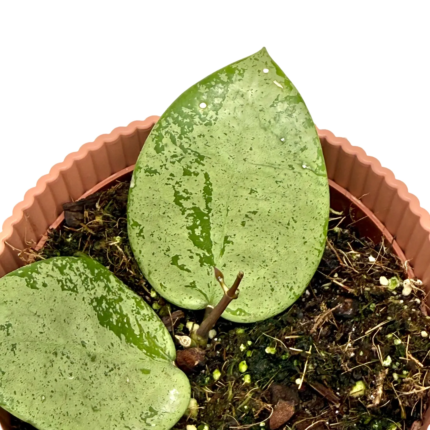 Plant and Stories hoya Parasitica Silver plante 10,5cm