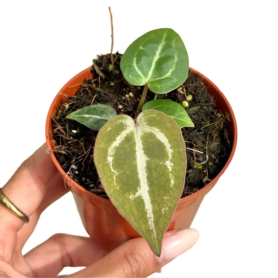Plant and Stories Anthurium Red Crystallinum plante pot 9 cm velours