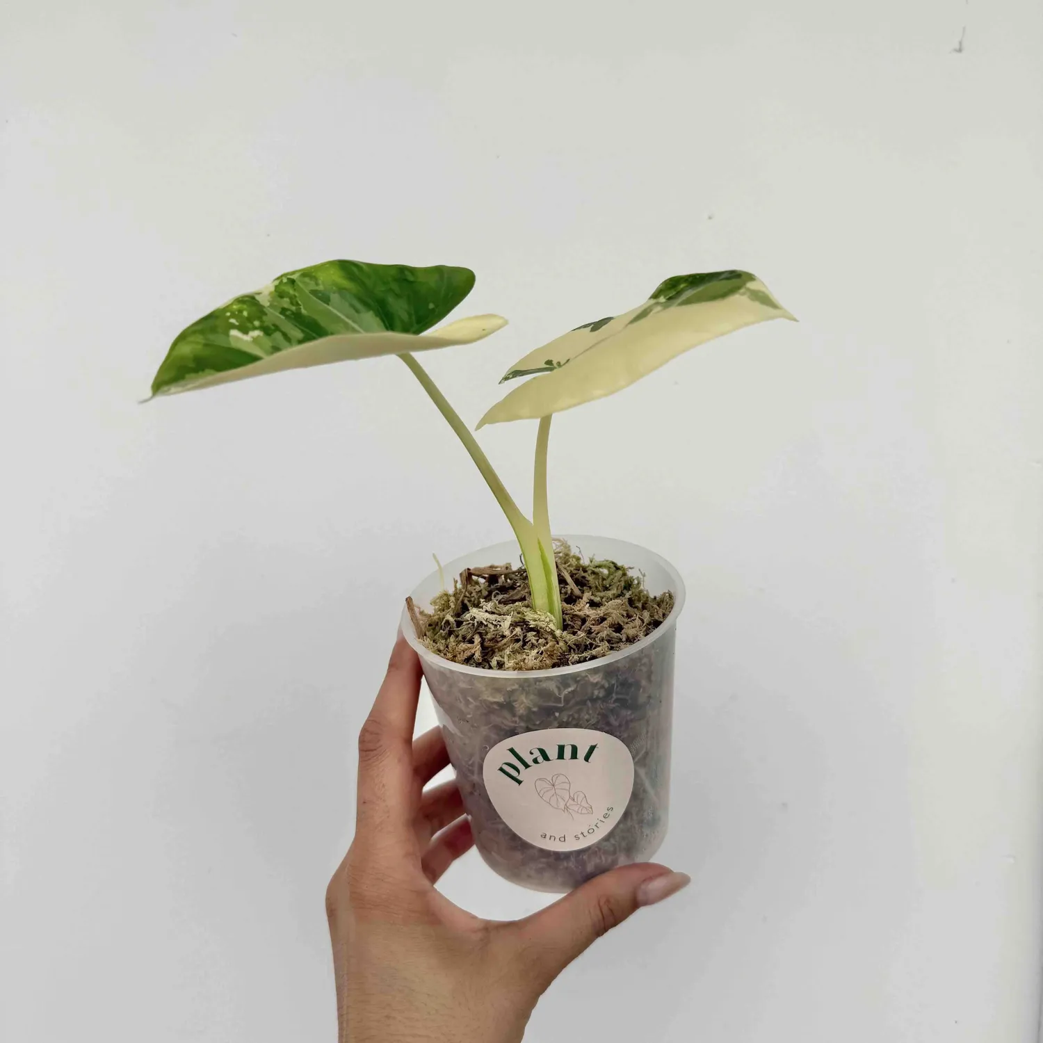 Plant and Stories Alocasia Macrorrhiza variegata plante pot 9cm
