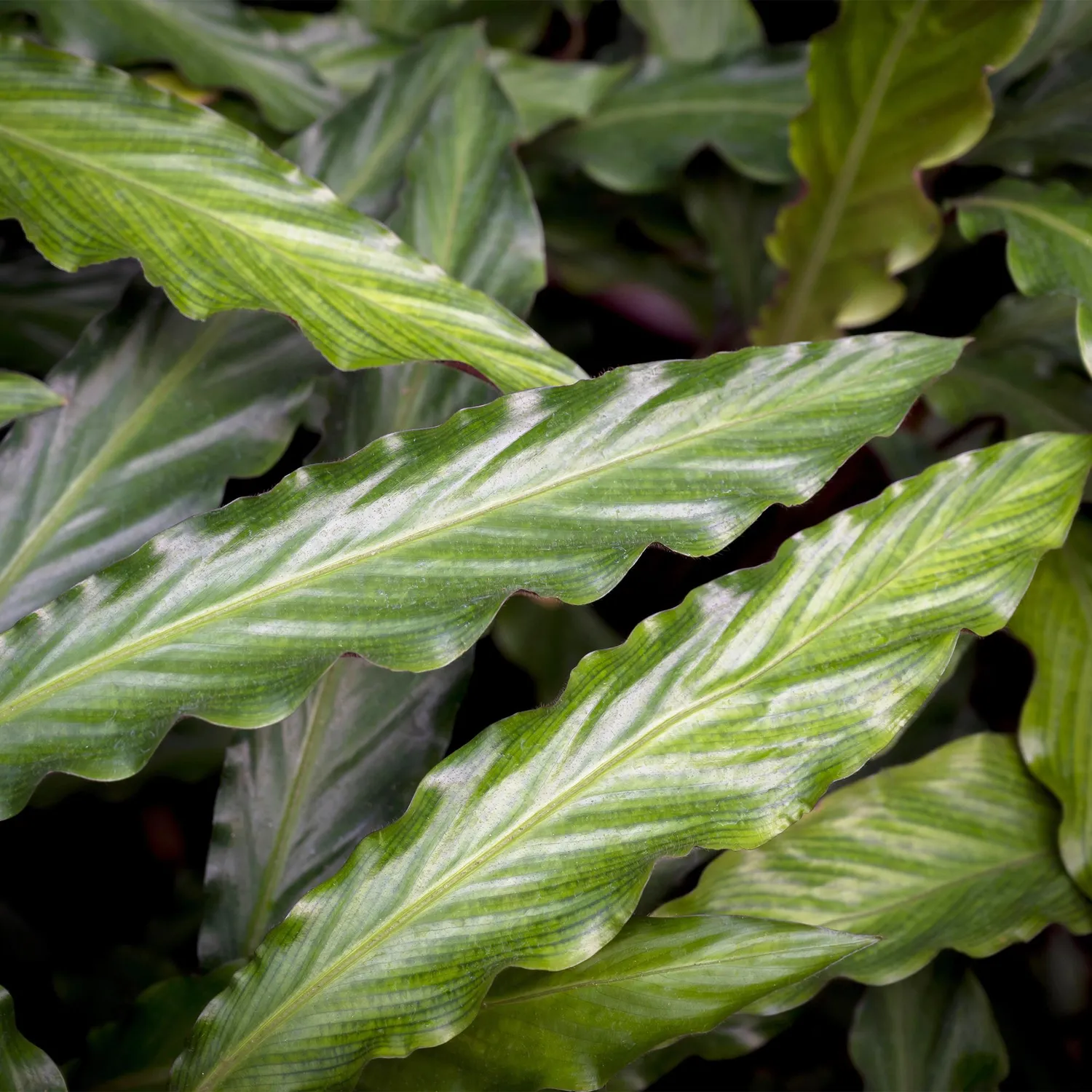 Plant and Stories Calathea Rufibarba plante pot 17cm 55-60cm velours