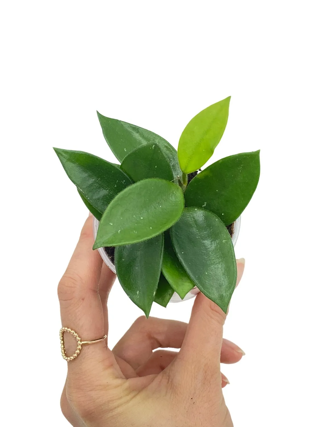 Plant and Stories Hoya Chouke plante pot 6 cm veloutée