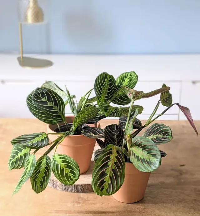 Réconciliation Végétale Maranta lot 2 plantes vertes D12 mi-ombre