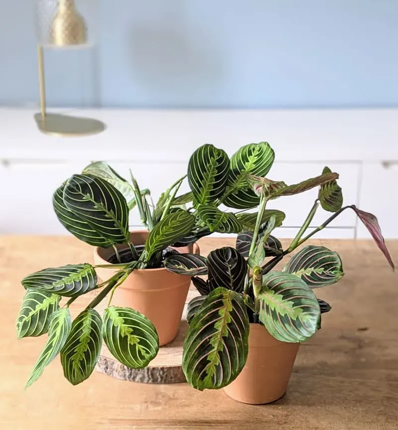 Réconciliation Végétale Maranta lot 2 plantes vertes D12 mi-ombre