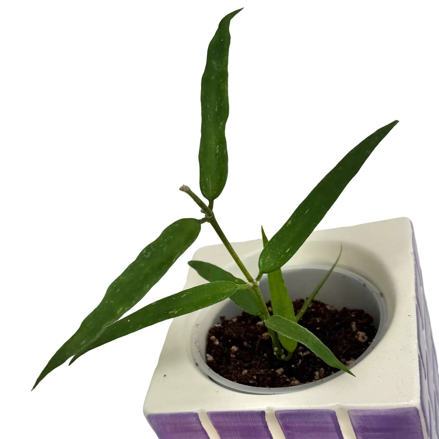 Plant and Stories Hoya Burmanica Long Leaves plante pot 9 cm